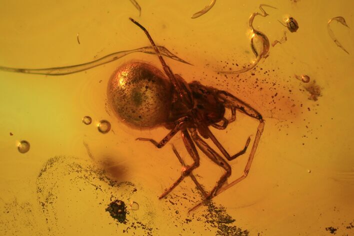 Fossil Spider (Aranea) In Baltic Amber #69224